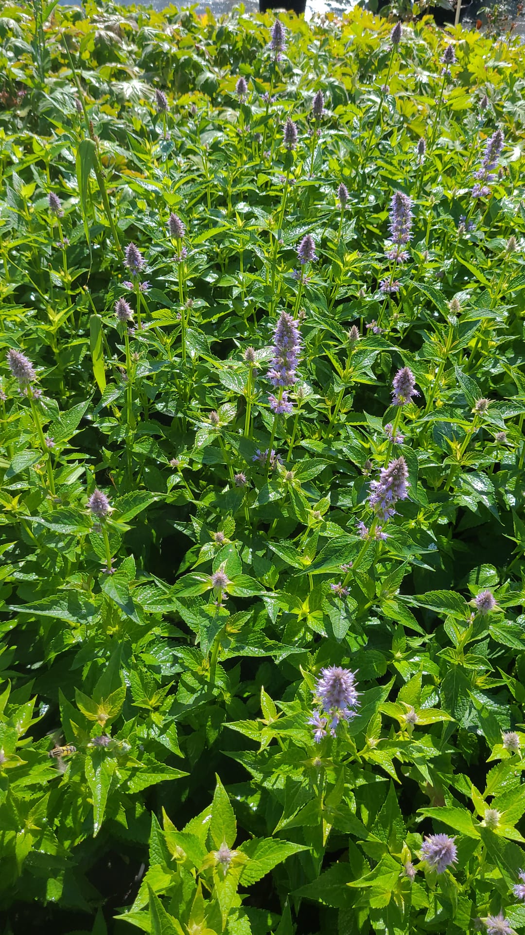 Kłosowiec 'Blue Fortune' Agastache