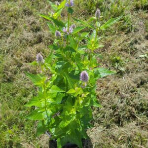 Kłosowiec 'Blue Fortune' Agastache