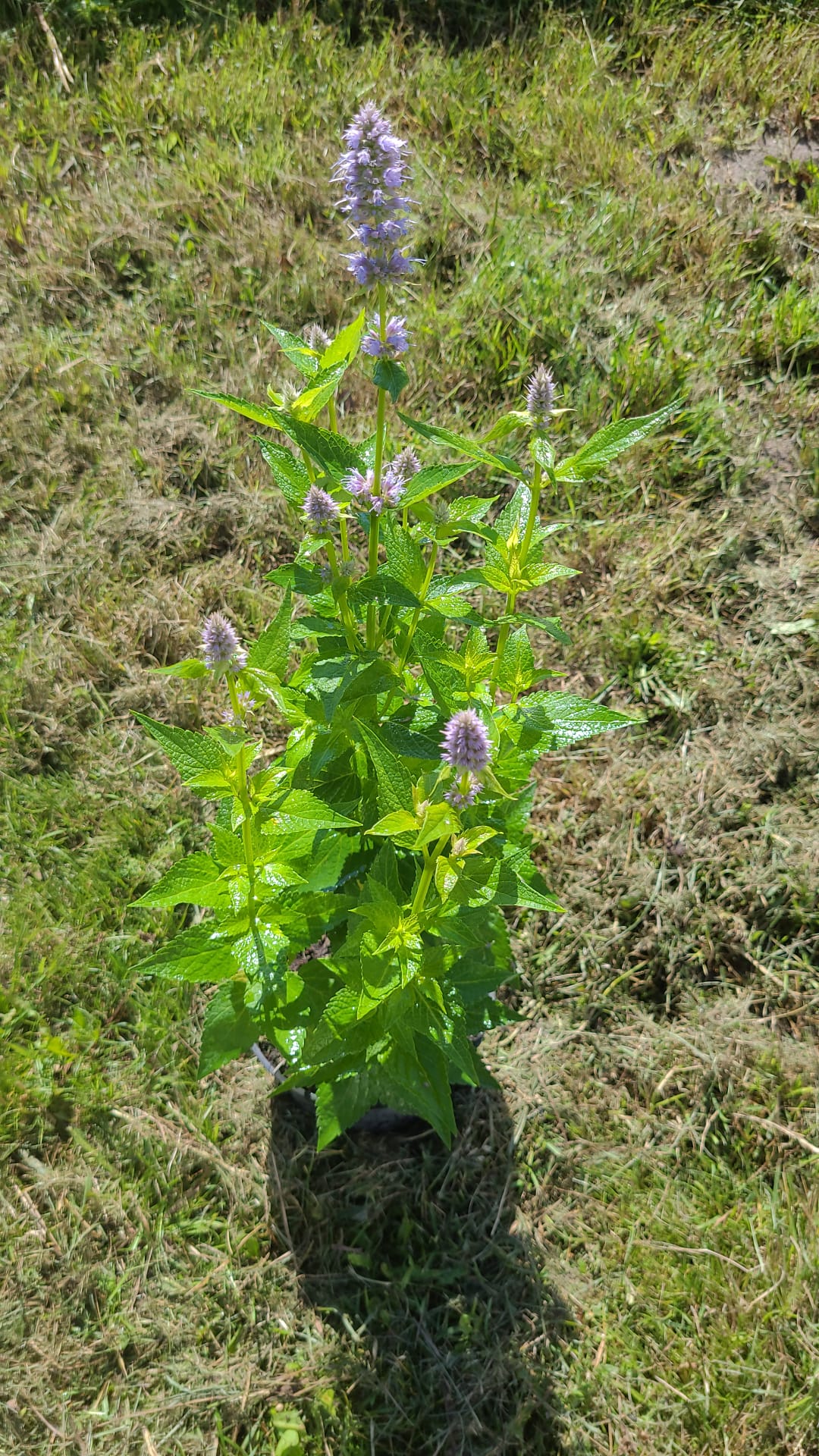 Kłosowiec 'Blue Fortune' Agastache