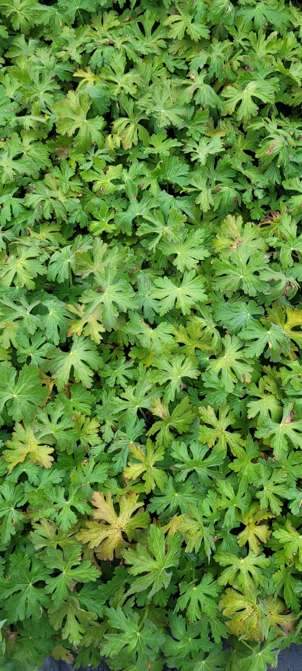Bodziszek Korzeniasty Geranium Macrorrhizum Bevan's Variety - sadzonki rośliny