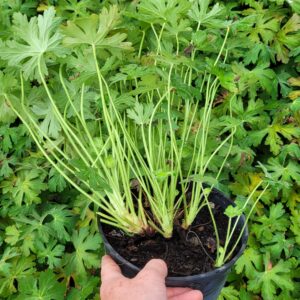 Bodziszek Korzeniasty Geranium Macrorrhizum Bevan's Variety - sadzonki rośliny