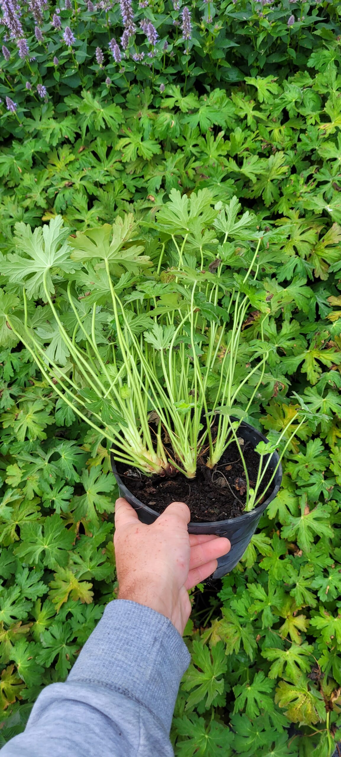 Bodziszek Korzeniasty Geranium Macrorrhizum Bevan's Variety - sadzonki rośliny