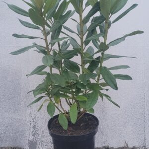 Różanecznik 'Purple Splendour' 3l Rhododendron