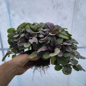 Dąbrówka rozłogowa Ajuga Reptans 'Burgundy Glow'