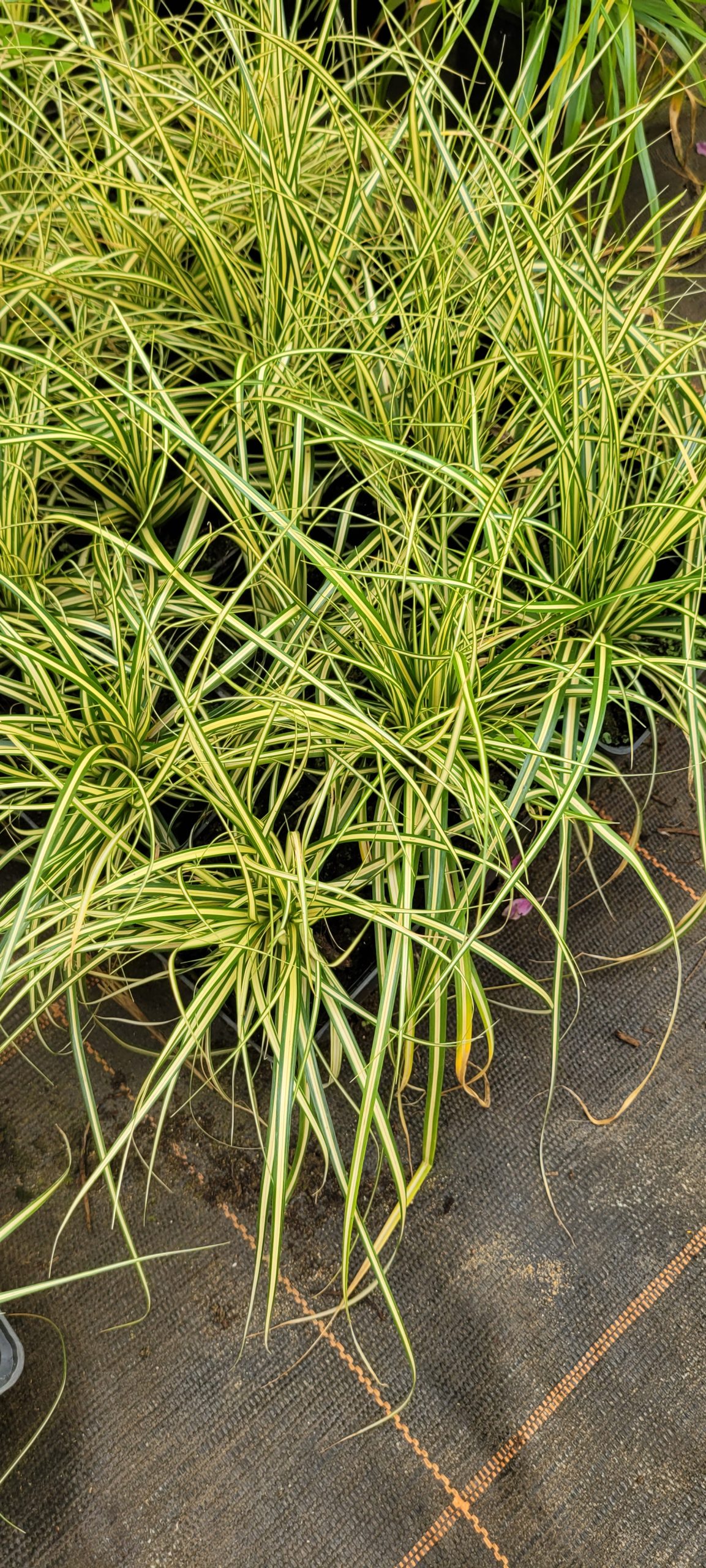 Turzyca 'Moonlight' Carex oshimensis
