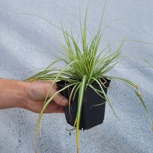 Turzyca 'Moonlight' Carex oshimensis