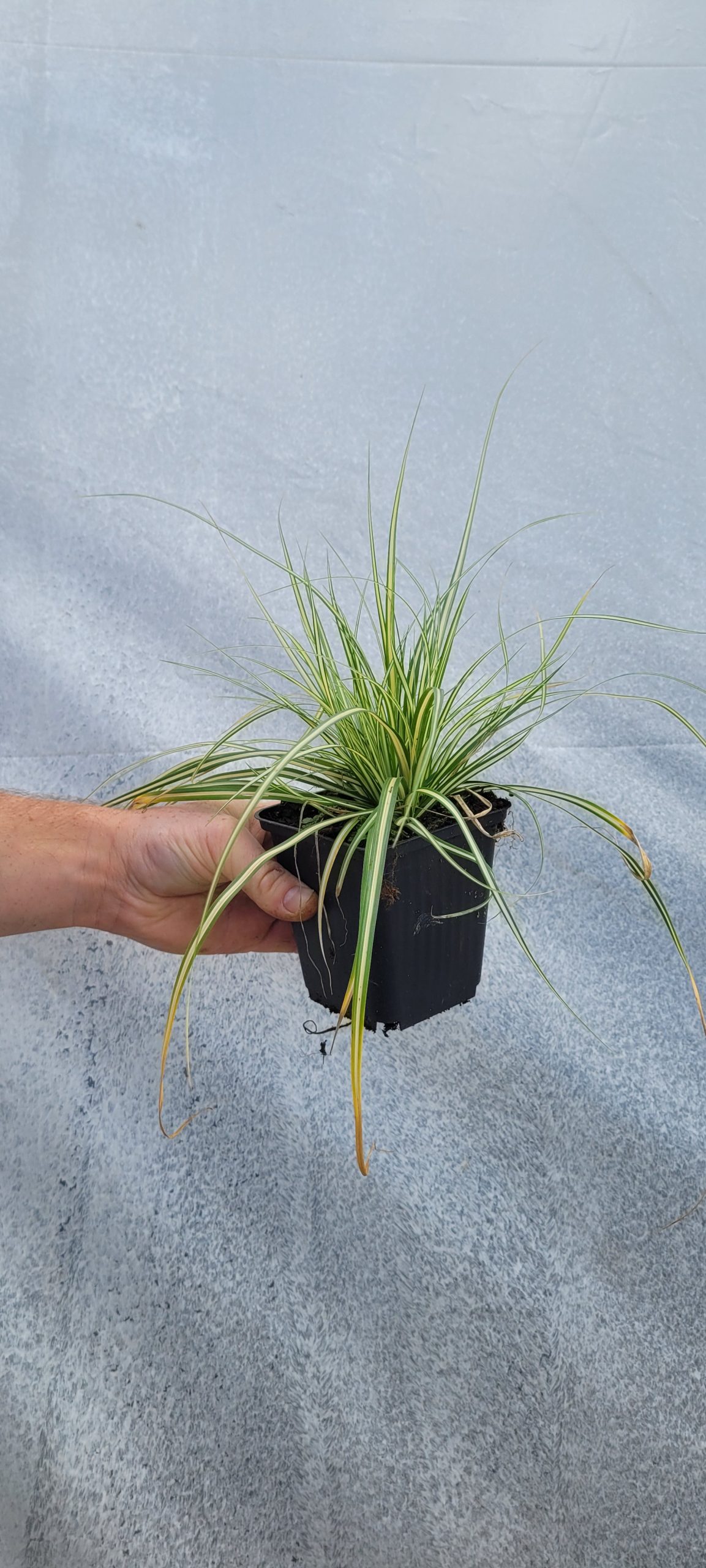 Turzyca 'Moonlight' Carex oshimensis