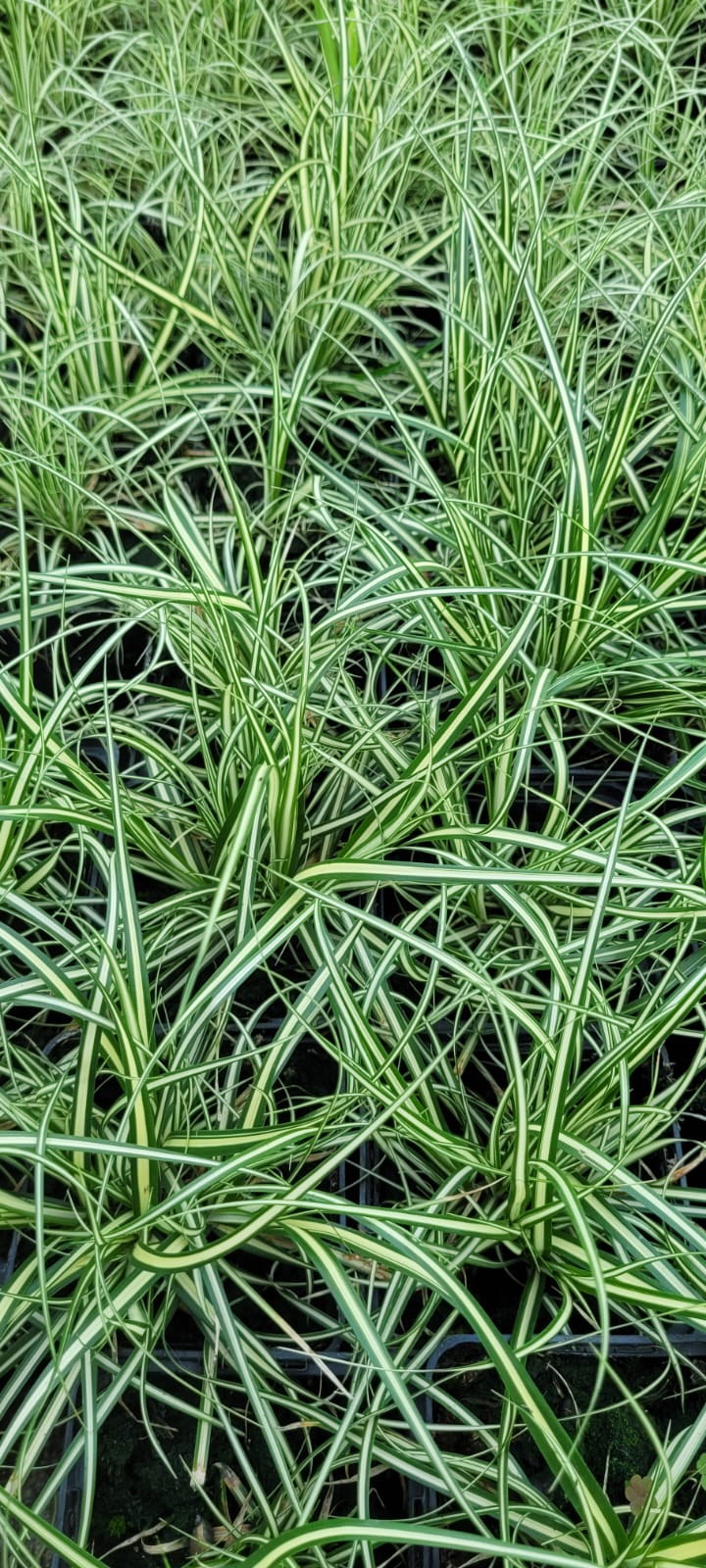 Turzyca Oszimska 'Moonlight' Carex Oshimensis p9