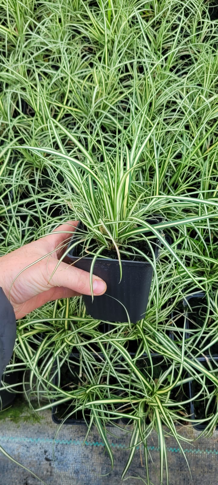 Turzyca Oszimska 'Moonlight' Carex Oshimensis p9