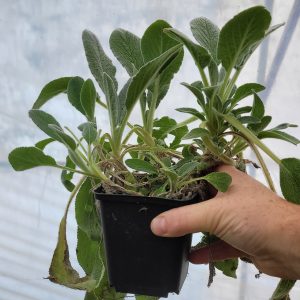 Stachys Byzantina Czyściec wełnisty p9 - byliny w sklepie online z dobrymi opiniami