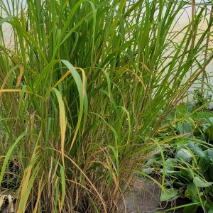 Miskant olbrzymi Miscanthus giganteus