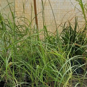 Miskant chiński 'Malepartus' Miscanthus sinensis