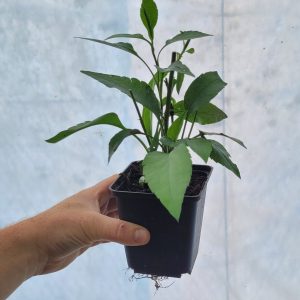 Aster cordifolius 'Little Carlow' Aster sercolistny
