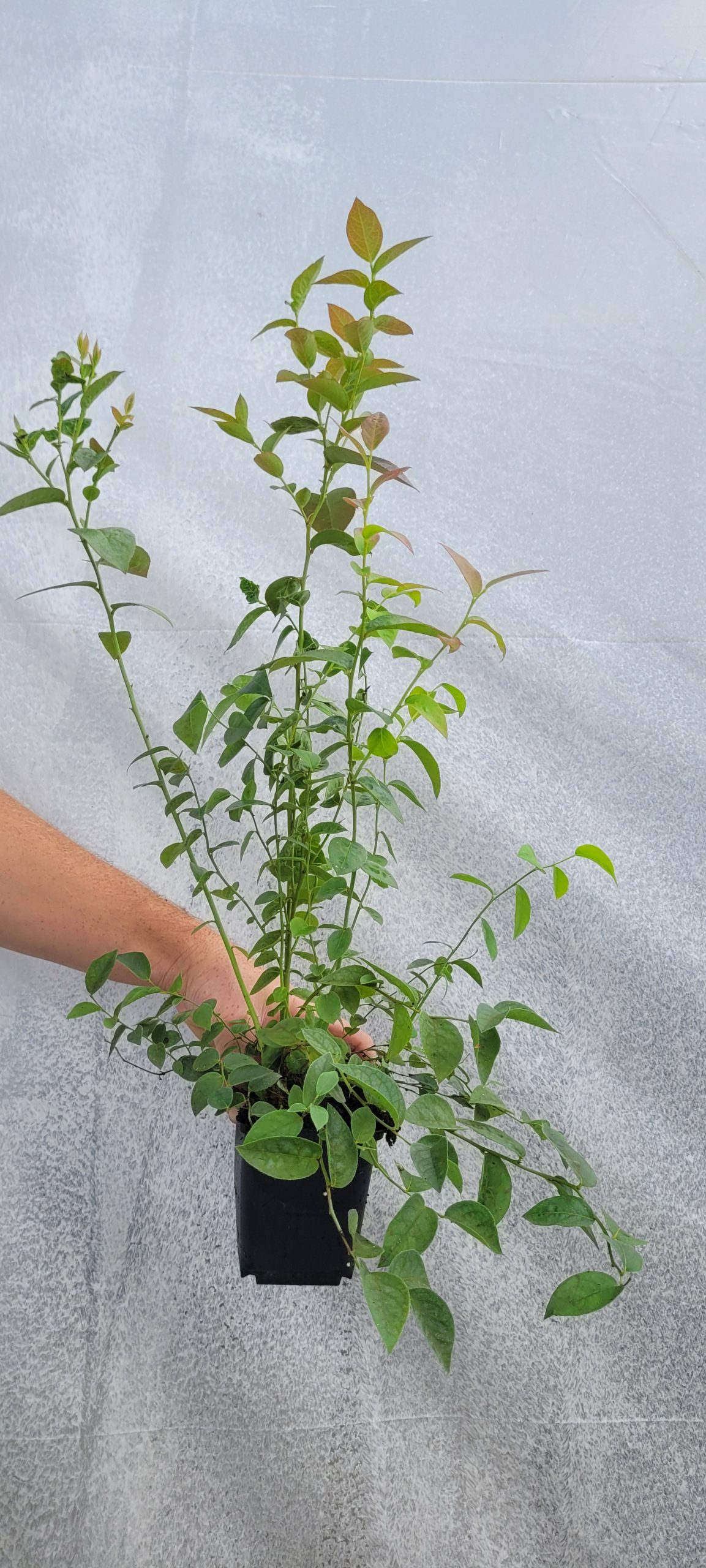 Borówka amerykańska 'Darrow' młoda - Doniczka 9x9