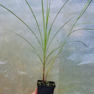 Miskant chiński 'Graziella' Miscanthus sinensis