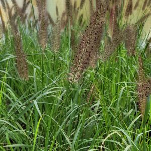 Rozplenica japońska 'National Arboretum' Pennisetum alopecuroides