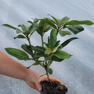 Rododendron Sternzauber