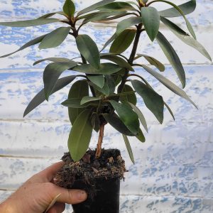 Różanecznik Taragona p9 Rhododendron