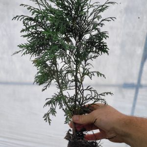 Żywotnik zachodni 'Woodwardii' Thuja occidentalis