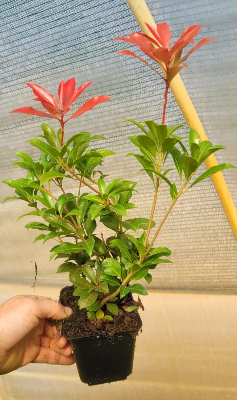 Pieris 'Mountain Fire' doniczka P9 9x9 cm