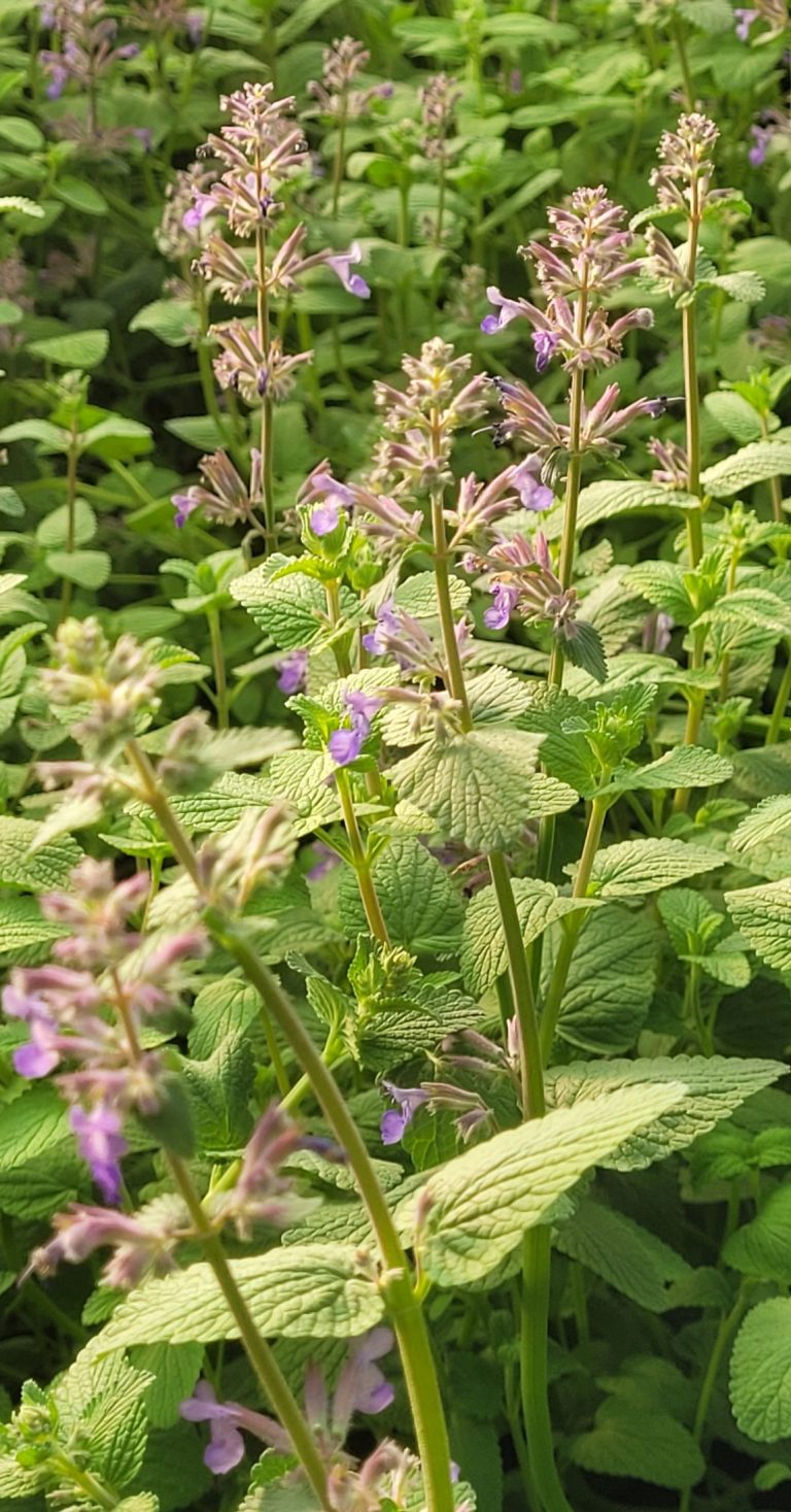 Kocimiętka 'Grog' Nepeta racemosa don. 2l C2