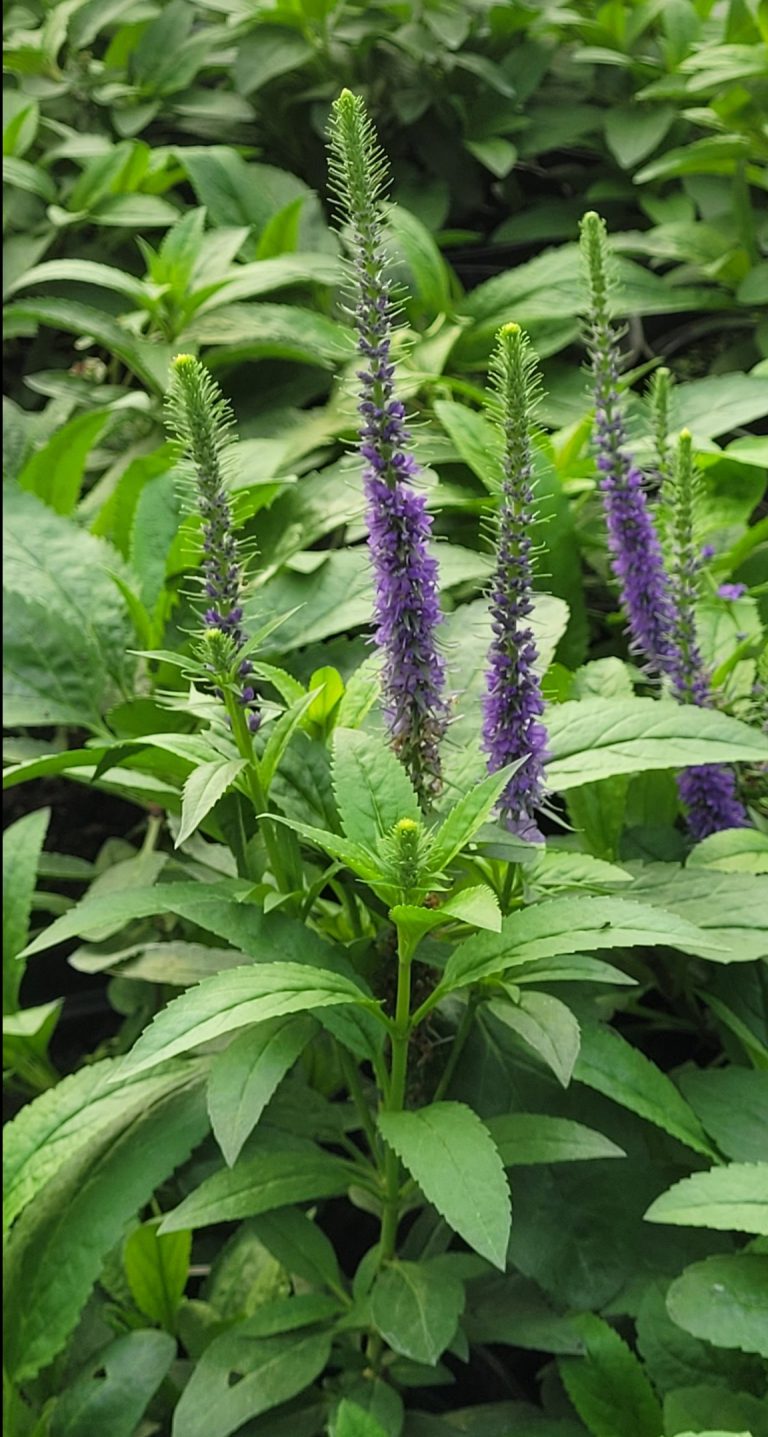 Przetacznik kłosowy 'Ulster Blue Dwarf' Veronica spicata don. 2l C2