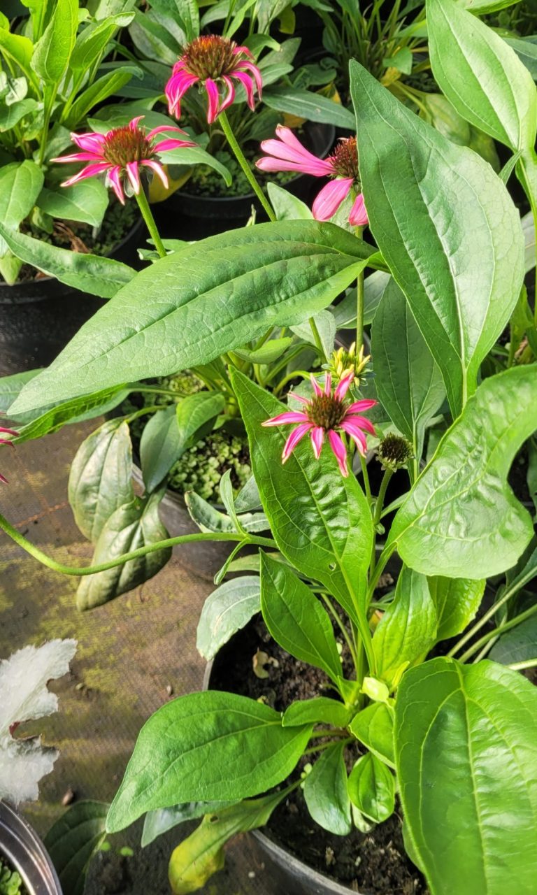 Jeżówka 'Purple Emperor' Echinacea don. 2l C2