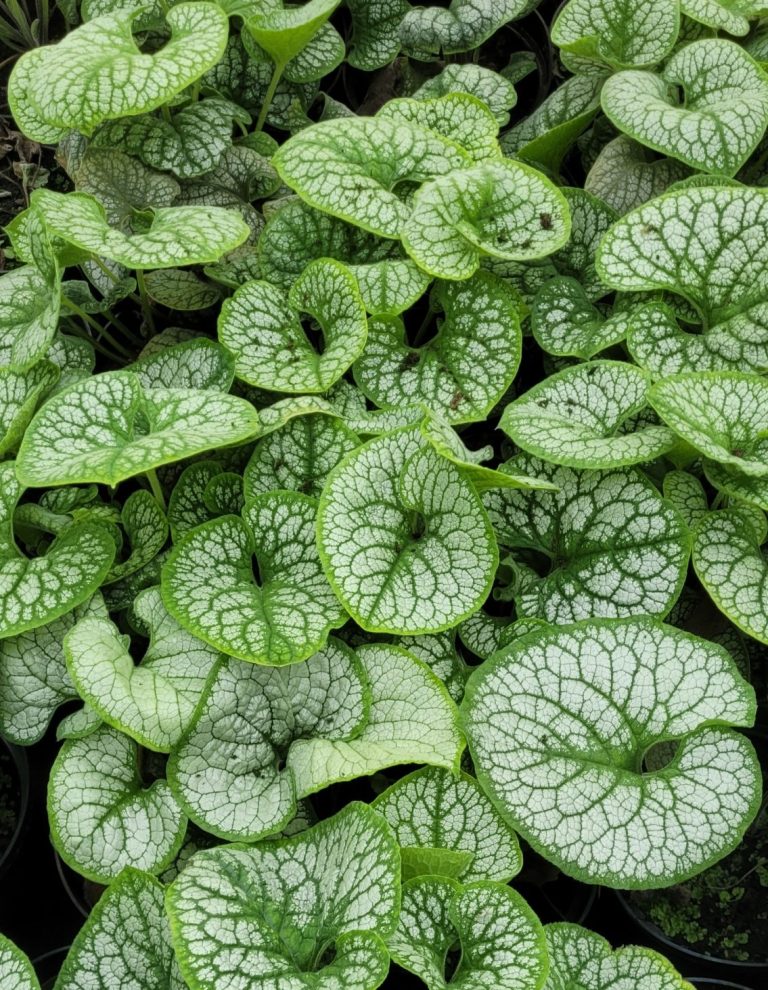 Brunnera 'Sea Heart' don. 2l