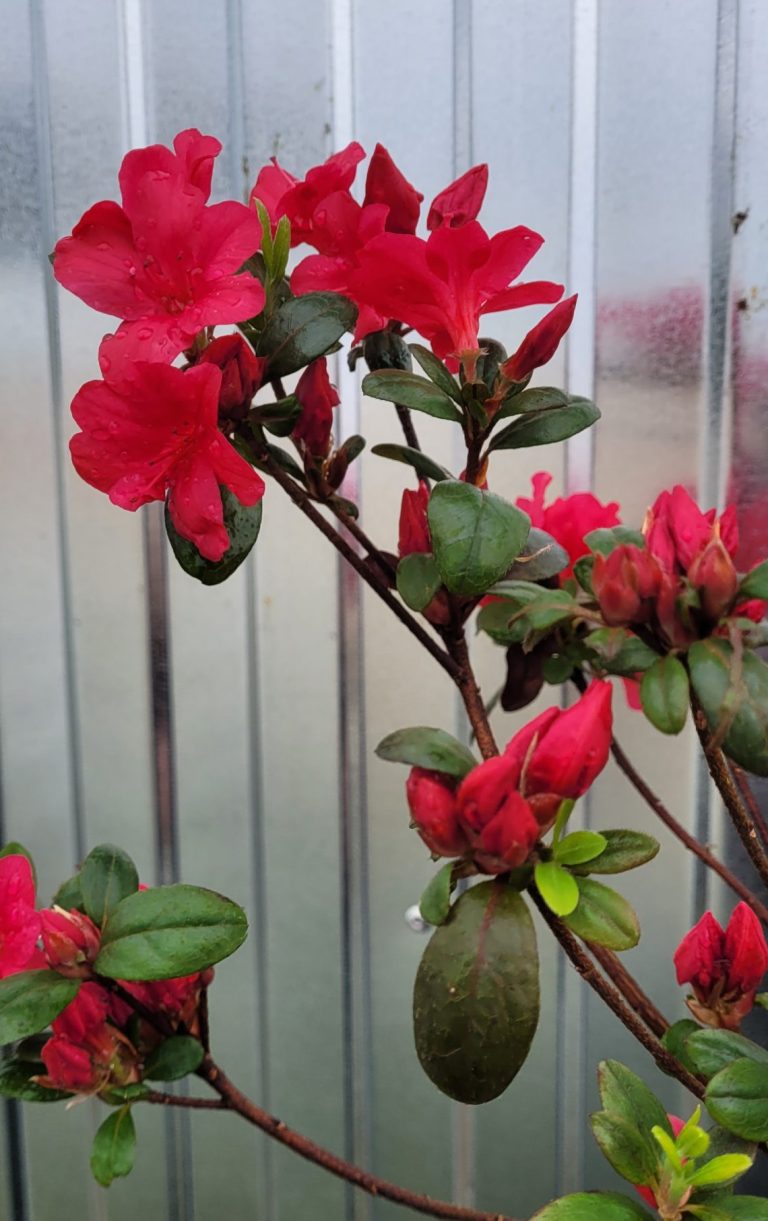 Azalia japońska 'Maruschka' doniczka P9 9x9cm